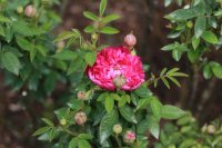 burgundy-rose1