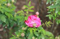 burgundy-rose10