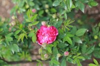 burgundy-rose2