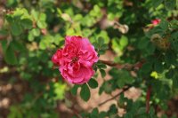 cerise-bouq