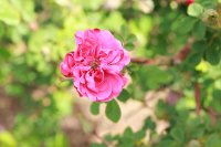 cerise-bouquet