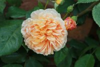 crown-prinsess-margaretha-clg-3