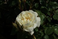 desdemona1