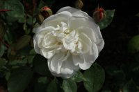 desdemona11