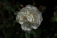 desdemona121