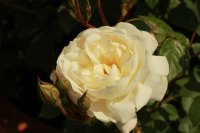 desdemona2
