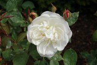 desdemona22