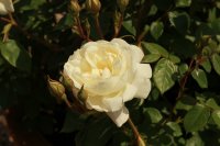 desdemona3
