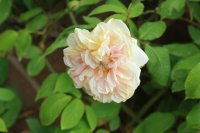 desprez-fleur-jaune