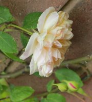 desprez-fleur-jaune2