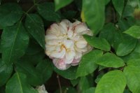 desprez-fleur-jaune3