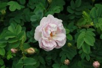 double-blush-spin