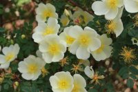 dunwich-rose