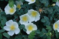 dunwich-rose5