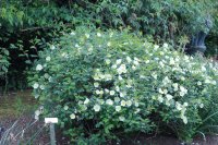 dunwich-rosee