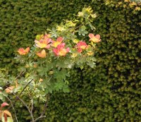 foetida-bicolour