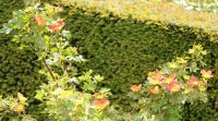 foetida-bicolour2