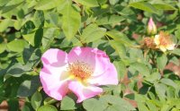 fruhlingsmorgen6