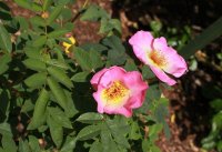 fruhlingsmorgen7