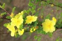 golden-chersonese