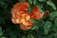 lady-of-shalott-lea