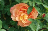 lady-of-shalott