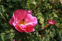 marguerite-hilling