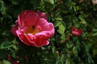 marguerite-hilling8
