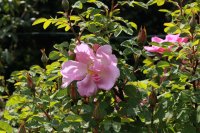 marguerite-hilling9