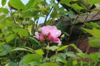 mortimer-sackler-clg2