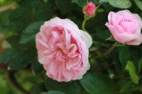 olivia-rose-lea