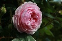 olivia-rose58