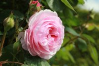 olivia-rose9