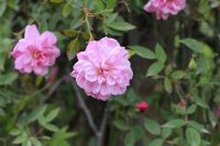 pompon-de-paris-clg