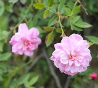 pompon-de-paris-clg3