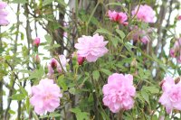 pompon-de-paris-clg4