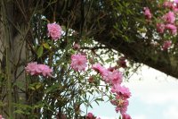 pompon-de-paris-clg5