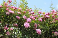 pompon-de-paris-clg6