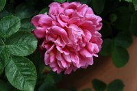 princess-anne1