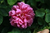princess-anne2