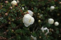 r-spin-double-white