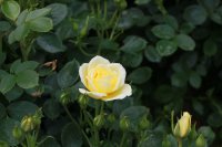 yellow-dream-patio
