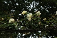 alberic-barbiere-979
