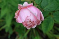 alnwick-rose