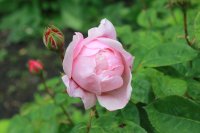 alnwick-rose985
