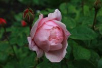alnwick-rose986