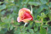 belle-epoque-140