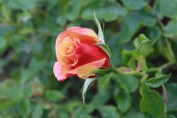 belle-epoque-141