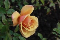 belle-epoque
