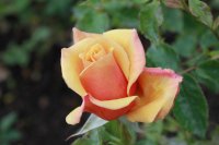 belle-epoque142